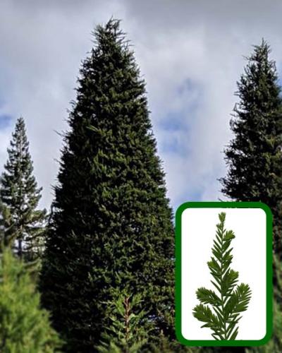 TallCoastRedwoodComp