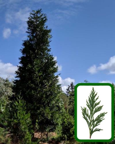 TallIncenseCedarComp