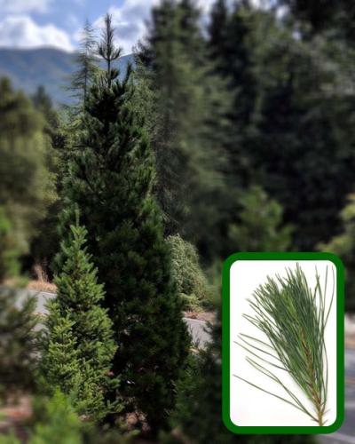 TallMontereyPineComp